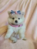 Tcup Cody, a male Pomeranian for sale in Atlanta, GA – 6 of 7