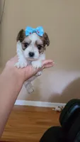 Tcup bear, a male Morkie for sale in Atlanta, GA – 3 of 9