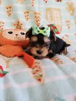 Tcup Boy 1 , a male Yorkshire Terrier for sale in Atlanta, GA – 2 of 7