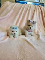 Tcup Cody, a male Pomeranian for sale in Atlanta, GA – 3 of 7