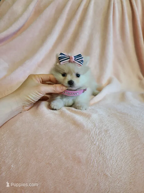 Tcup Cody – Pomeranian puppy for sale in Atlanta, GA