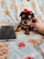 Tcup girl 1, a female Yorkshire Terrier for sale in Atlanta, GA – 8 of 8