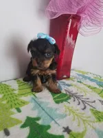 Tcup Bella , a female Yorkshire Terrier for sale in Atlanta, GA – 4 of 5