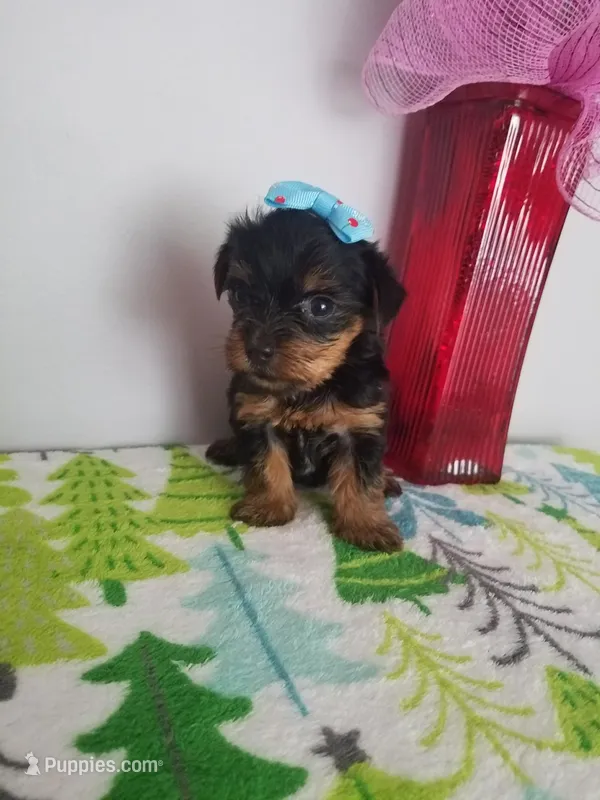 Tcup girl 1 – Yorkshire Terrier puppy for sale in Atlanta, GA