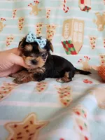 Tcup boy 2, a male Yorkshire Terrier for sale in Atlanta, GA – 3 of 7
