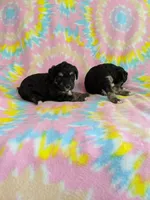 Tcup girl 3, a female Yorkshire Terrier for sale in Atlanta, GA – 5 of 7