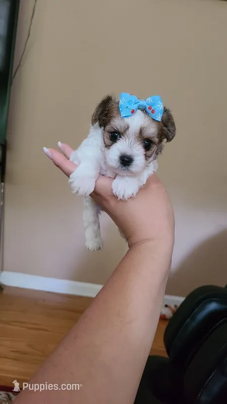 Tcup Cody – Maltipoo puppy for sale in Atlanta, GA