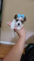 Tcup Cody, a male Maltipoo for sale in Atlanta, GA – 1 of 10