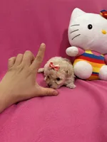 Tcup boy 1, a male Maltipoo for sale in Atlanta, GA – Photo 7 of 8