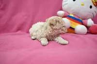 Tcup boy 1, a male Maltipoo for sale in Atlanta, GA – Photo 6 of 8