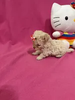 Tcup boy 1, a male Maltipoo for sale in Atlanta, GA – Photo 8 of 8