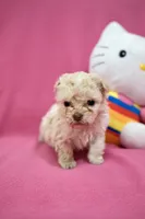 Tcup boy 1, a male Maltipoo for sale in Atlanta, GA – Photo 2 of 8