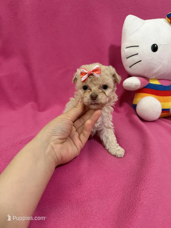 Tcup boy 1 – Maltipoo puppy for sale in Atlanta, GA
