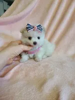 Tcup girl 2, a female Pomeranian for sale in Atlanta, GA – 4 of 6