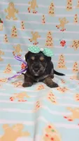 Tcup Ellie , a female Yorkshire Terrier for sale in Atlanta, GA – 3 of 5