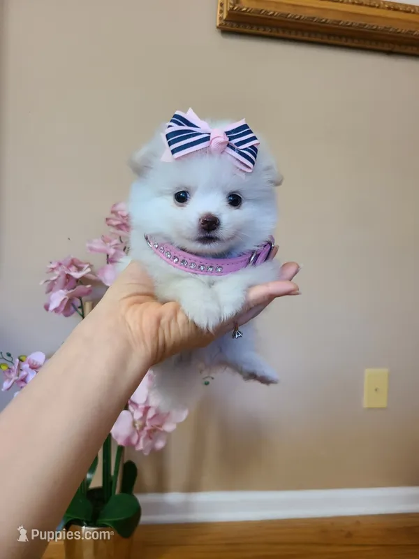 Tcup Ellie – Pomeranian puppy for sale in Atlanta, GA