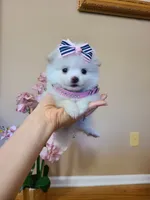 Tcup Ellie, a female Pomeranian for sale in Atlanta, GA – 1 of 9