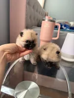 Tcup chloe, a female Pomeranian for sale in Atlanta, GA – 2 of 4