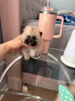 Tcup chloe, a female Pomeranian for sale in Atlanta, GA – 3 of 4