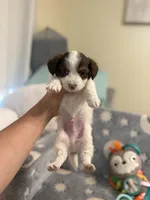 Tcup cody, a male Maltipoo for sale in Atlanta, GA – 5 of 7