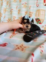 Tcup boy 2, a male Yorkshire Terrier for sale in Atlanta, GA – 7 of 7