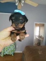 Tcup girl 1, a female Yorkshire Terrier for sale in Atlanta, GA – 4 of 5