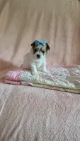 Tcup Cody, a male Maltipoo for sale in Atlanta, GA – 5 of 10