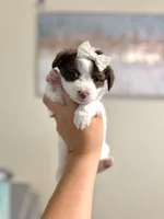 Tcup Bear, a male Maltipoo for sale in Atlanta, GA – 2 of 7