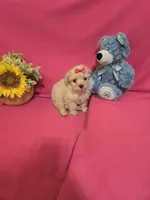 Tcup girl 2, a female Morkie for sale in Atlanta, GA – 3 of 5