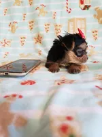 Tcup girl 1, a female Yorkshire Terrier for sale in Atlanta, GA – 6 of 8