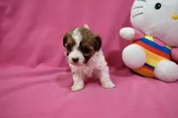Tcup boy 2, a male Maltipoo for sale in Atlanta, GA – Photo 8 of 9