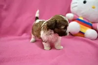 Tcup boy 2, a male Maltipoo for sale in Atlanta, GA – Photo 7 of 9