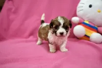 Tcup boy 2, a male Maltipoo for sale in Atlanta, GA – Photo 9 of 9