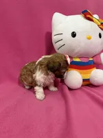 Tcup boy 2, a male Maltipoo for sale in Atlanta, GA – Photo 3 of 9