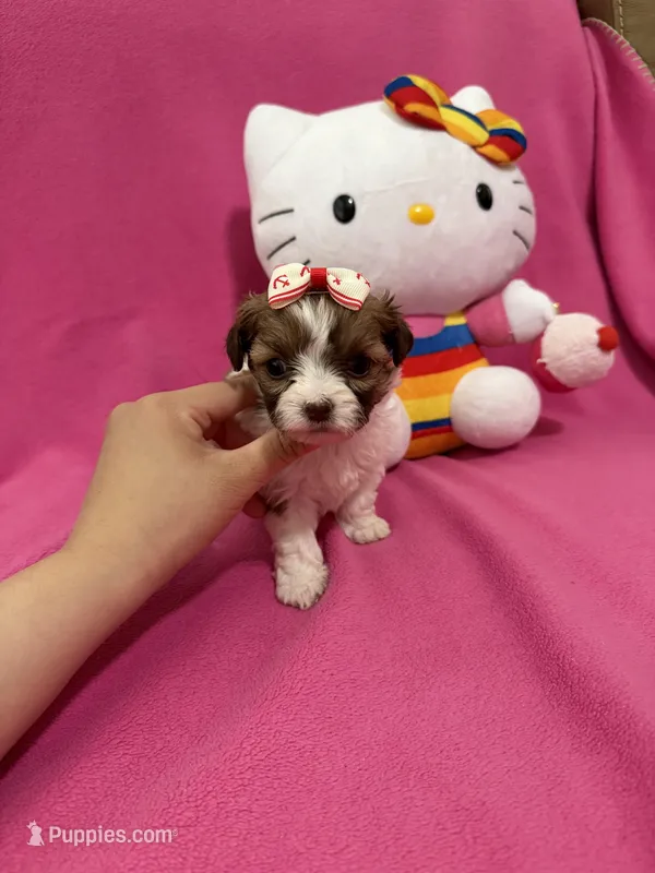 Tcup boy 2, a male Maltipoo for sale in Atlanta, GA – Photo 1 of 9