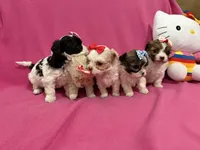 Tcup boy 2, a male Maltipoo for sale in Atlanta, GA – Photo 4 of 9