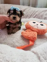 Tcup boy 2, a male Yorkshire Terrier for sale in Atlanta, GA – 5 of 7