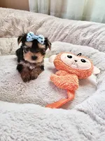 Tcup boy 2, a male Yorkshire Terrier for sale in Atlanta, GA – 1 of 7