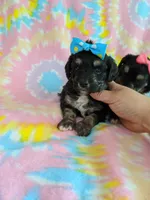 Tcup girl 3, a female Yorkshire Terrier for sale in Atlanta, GA – 7 of 7