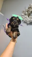 Tcup Ellie , a female Yorkshire Terrier for sale in Atlanta, GA – 2 of 5