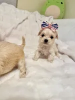 Tcup boy 1, a male Maltipoo for sale in Atlanta, GA – Photo 4 of 7