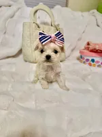 Tcup boy 1, a male Maltipoo for sale in Atlanta, GA – Photo 6 of 7