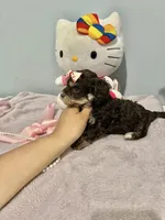 Tcup Chloe, a female Morkie for sale in Atlanta, GA – Photo 4 of 6