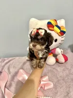 Tcup Chloe, a female Morkie for sale in Atlanta, GA – Photo 1 of 6