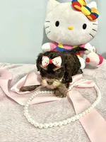 Tcup Chloe, a female Morkie for sale in Atlanta, GA – Photo 3 of 6