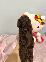 Tcup Chloe, a female Morkie for sale in Atlanta, GA – Photo 6 of 6