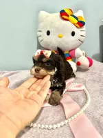 Tcup Chloe, a female Morkie for sale in Atlanta, GA – Photo 2 of 6