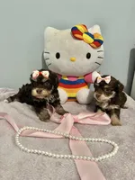 Tcup Chloe, a female Morkie for sale in Atlanta, GA – Photo 5 of 6