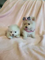 Tcup Cody, a male Pomeranian for sale in Atlanta, GA – 4 of 7