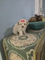 Tcup girl 2, a female Morkie for sale in Atlanta, GA – 7 of 7